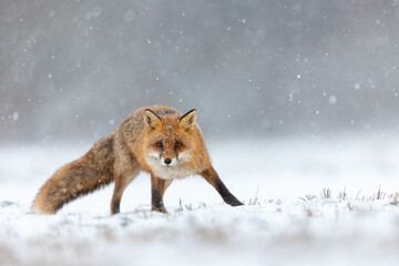 Mammals - European Red Fox (Vulpes vulpes)