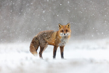 Mammals - European Red Fox (Vulpes vulpes)
