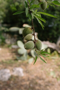 green almonds on tree