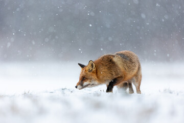 Naklejka premium Mammals - European Red Fox (Vulpes vulpes)
