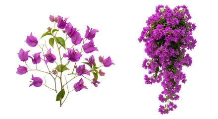 Two arrangements of vibrant purple bougainvillea flowers with green leaves isolated on a transparent background