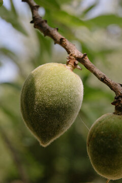 Almonds growing on a tree