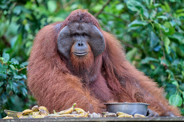 Pongo pygmaeus alpha male in Tanjung Puting showing strength and natural behavior in the rainforest of Borneo an iconic endangered primate.