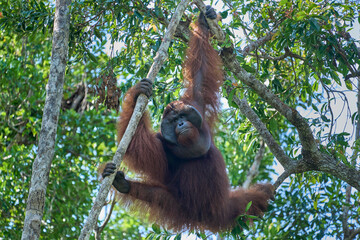 Fototapeta premium Pongo pygmaeus alpha male in Tanjung Puting showing strength and natural behavior in the rainforest of Borneo an iconic endangered primate.