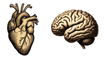 Human heart and brain anatomy isolated on transparent background