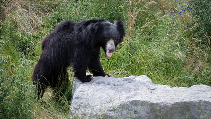 Sloth Bear in Search of Food © Ian