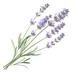 Naklejka premium bunch of lavender Soft Lavender Sprig Clipart