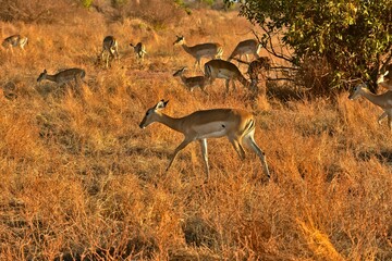 African Impala Herd Moving, Kenya Tsavo East National Park