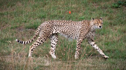 Adult Male Cheetah Walking on Grass