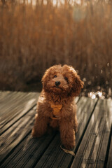 Cute brown dog enjoys a peaceful moment near a calm water body during golden hour