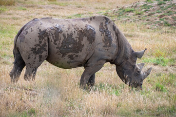 Obraz premium Black Rhinoceros Walking in Grass