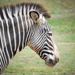 Fototapeta premium Close up Head Shot Gravy's Zebra