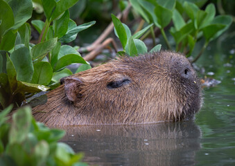 Capybara in Water Searching for Food