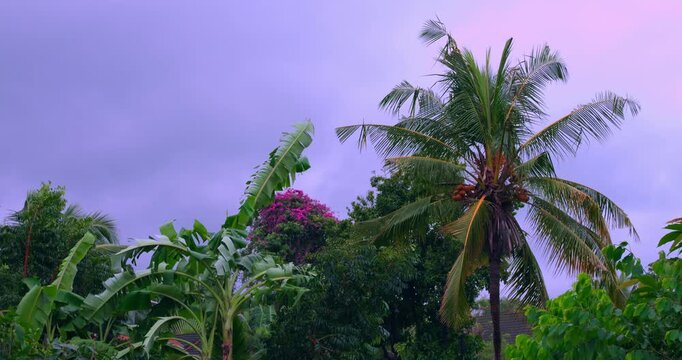 sunset sky highlights lush tropical greenery, dusk descends over vibrant tropical trees and colorful blossoms, purple twilight casts serene glow on tropical palms and blooming flowers