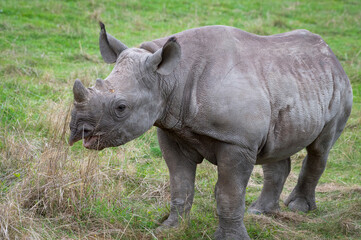 Naklejka premium Black Rhinoceros Calf Walking on Grass