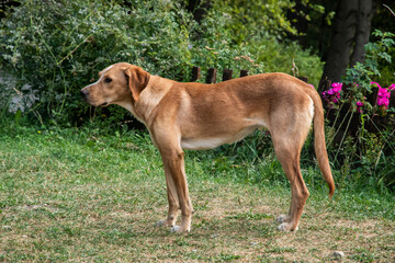 Friendly female dog resting in a rustic countryside yard, captured in warm natural light and relaxed atmosphere.
