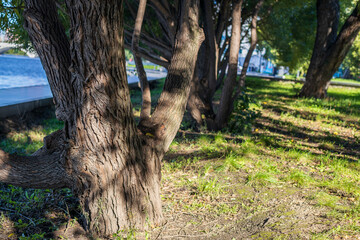 A tree with a trunk that is bent and has a shadow on it