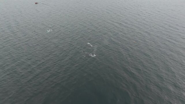 Aerial view of two fin whale, Balaenoptera physalus, and pne humpback feeding in Donegal Bay, Ireland