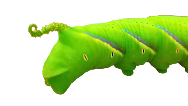 Close-up of a bright green tomato hornworm caterpillar with prominent eyespots and a curled horn at the tail, isolated on a transparent background