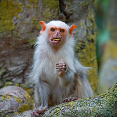 Silvery Marmoset Eating an Insect