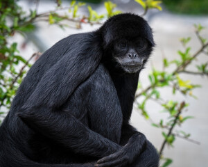 Fototapeta premium Side View of a Spider Monkey