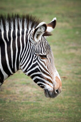 Close up Head Shot Gravy's Zebra