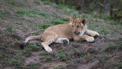 Young Lion Cub Resting on the Ground