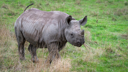 Fototapeta premium Young Black Rhinoceros Calf Feeding