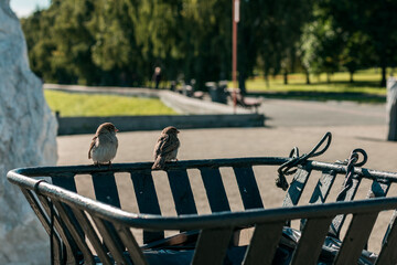 Two birds are perched on a trash can