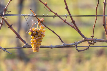 Macro close-up of a bunch of light-colored green yellow grapes remaining on a withered, bare vine. The scene evokes a very late harvest in an autumn or winter vineyard, often used for making Ice Wine