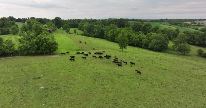 Aerial view of cattle grazing on a lush green field amidst rolling hills under a cloudy sky, Lexington, Kentucky, United States.
