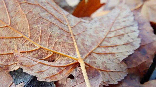 intricate pattern of leaf veins amidst debris, detailed imagery of leaf textures and venation patterns on ground, vivid closeup showcasing complex vein network and textured edges of forest leaf