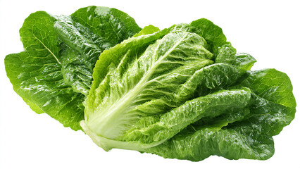 cabbage isolated on white background