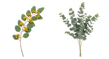 Two sprigs of eucalyptus one with yellow flowers and green leaves and the other with grey green leaves isolated on a transparent background