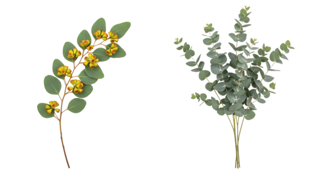 Two sprigs of eucalyptus one with yellow flowers and green leaves and the other with grey green leaves isolated on a transparent background - Powered by Adobe
