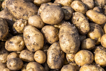 A pile of potatoes with dirt on them