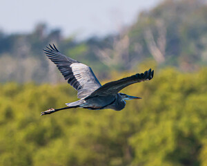 Great blue heron on a Florida Estuary