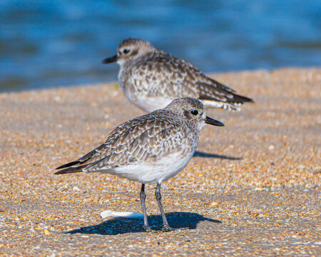 Grey Plovers on a Florida Beach