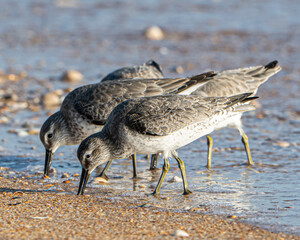 Red Knot Shorebirds on a Florida Beach