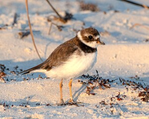 Semipalmated Plover on a Florida Beach