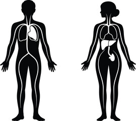 Human Body Systems Diagram: Male and Female Internal Organs, Anatomy, Respiratory, Digestive, Circulatory System Silhouette for Medical Education and Health Illustration