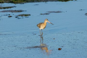 Black Tailed Godwit (Limosa limosa) Common in Wetlands and Mudflats Bull Island Dublin