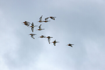 Black Tailed Godwit (Limosa limosa) Common in Wetlands and Mudflats Bull Island Dublin