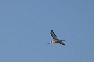 Black Tailed Godwit (Limosa limosa) Common in Wetlands and Mudflats Bull Island Dublin