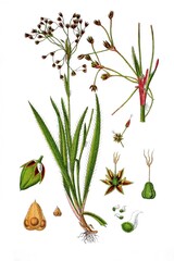 Behaarte Hainsimse Luzula pilosa, auch als Haar-Hainsimse oder Behaarte Marbel, © Bildagentur-o