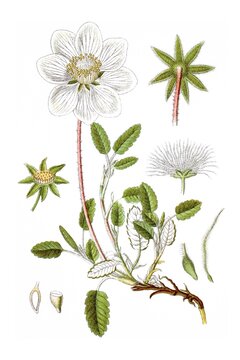 Dryade, Geum octopetalum, Heil- und Nutzpflanze