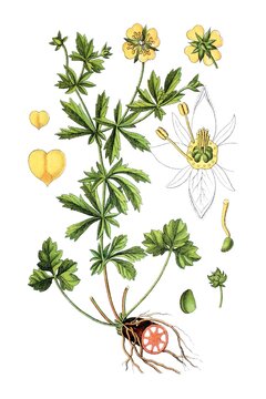 Blutwurz Potentilla erecta, auch Dilledapp, Durmentill, Natternwurz, Rotwurz, Ruhrwurz, Siebenfinger oder Tormentill, Heil- und Nutzpflanze
