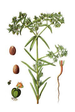kleine Wolfsmilch, Euphorbia exigua