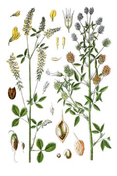 Links: Echter Steinklee, Mediacago officinalis. Rechts: Echter Ziegerklee, Medicago besseriana coerulea, Heil- und Nutzpflanze