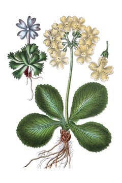 Links: Zwerg-Aurikel, Zwerg-Primel, Primula minima, Rechts: Echte Aurikel, Alpenaurikel, Primula auricula